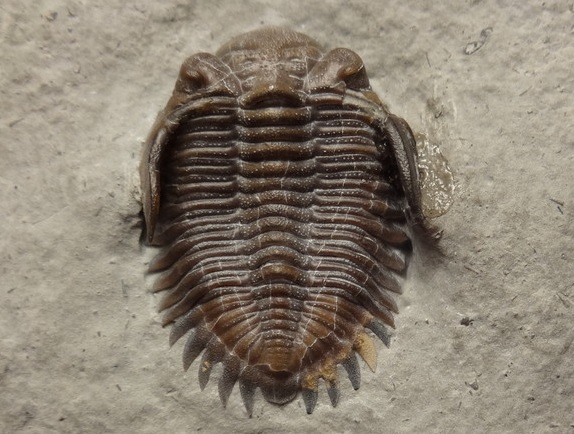 カナダ産 三葉虫 Greenops widderensis カナダ産 三葉虫 Greenops