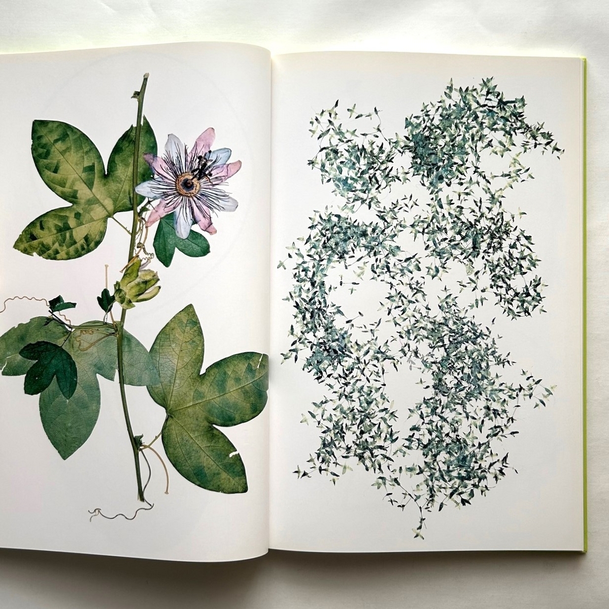 Flora / Nick Knight - 本まるさんかくしかく Blog