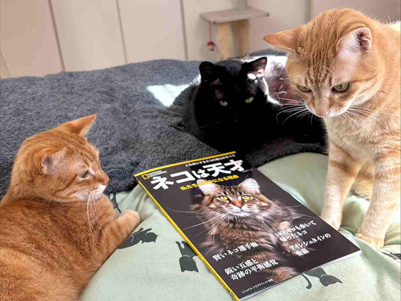 手前みそですが、編集長が猫の日にお薦めするナショジオの「ネコの本