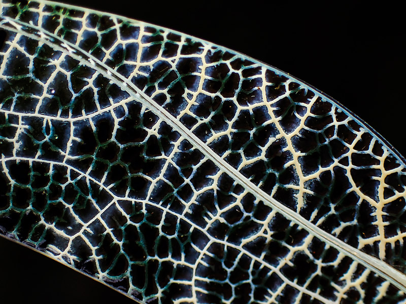 第123回 目立たないけどトゲだらけ、サルオガセツユムシ | ナショナル