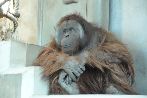 今年2回目の旭山動物園でオランウータンの行動展示を見た』旭川