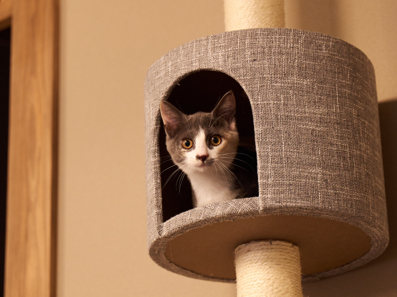 栃木県・日光市】【平日☆入場券】【最大300円割引！】おさるさん達が