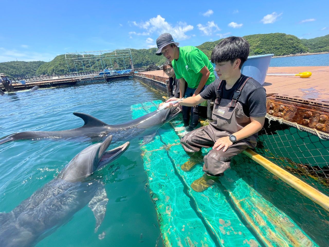 ドルフィンエンカウンター】和歌山県南紀でイルカたちにご飯をあげたり