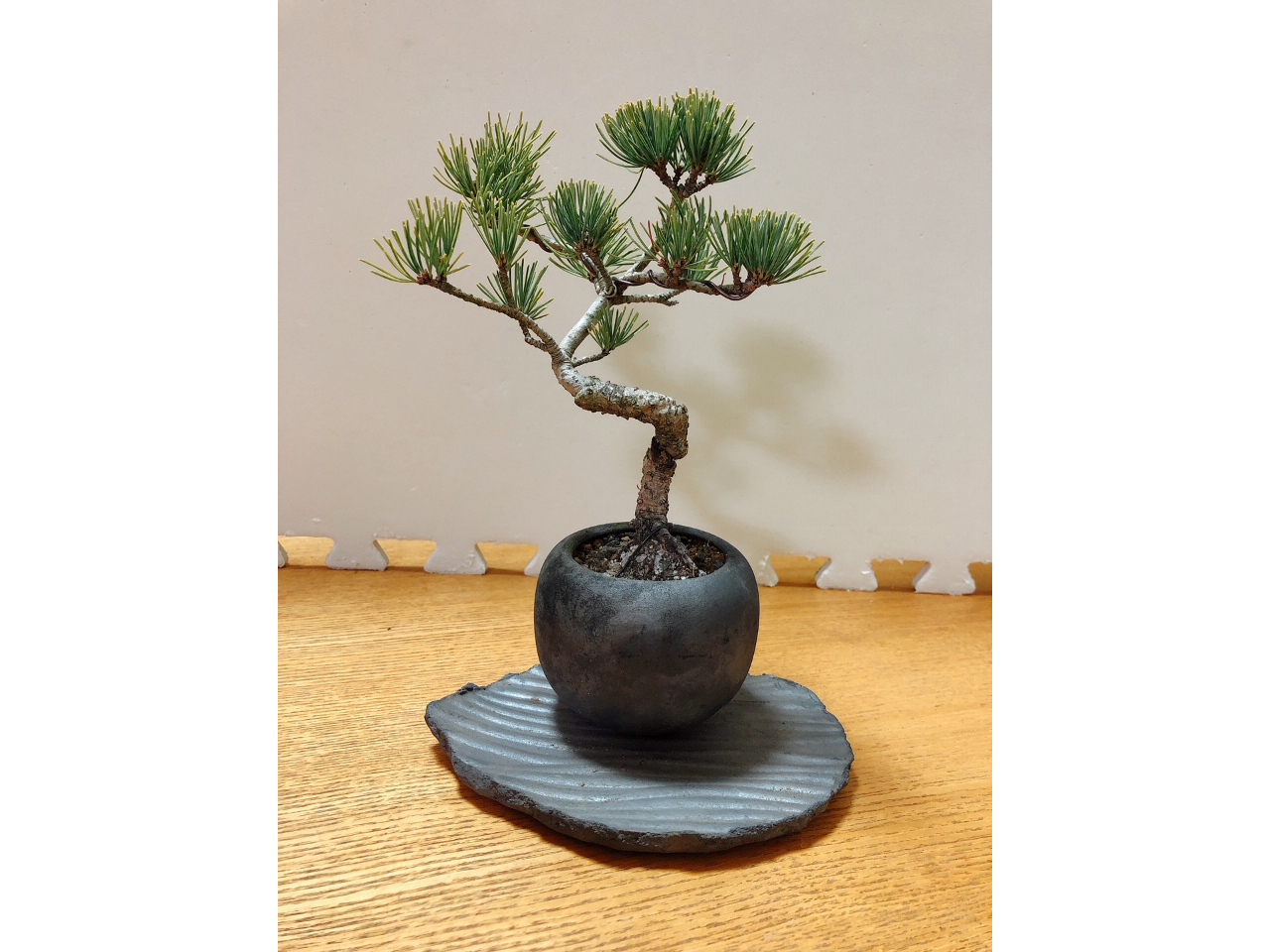 愛媛・四国中央市｜石鎚園】赤石五葉松×苔玉のアート体験｜伝統に