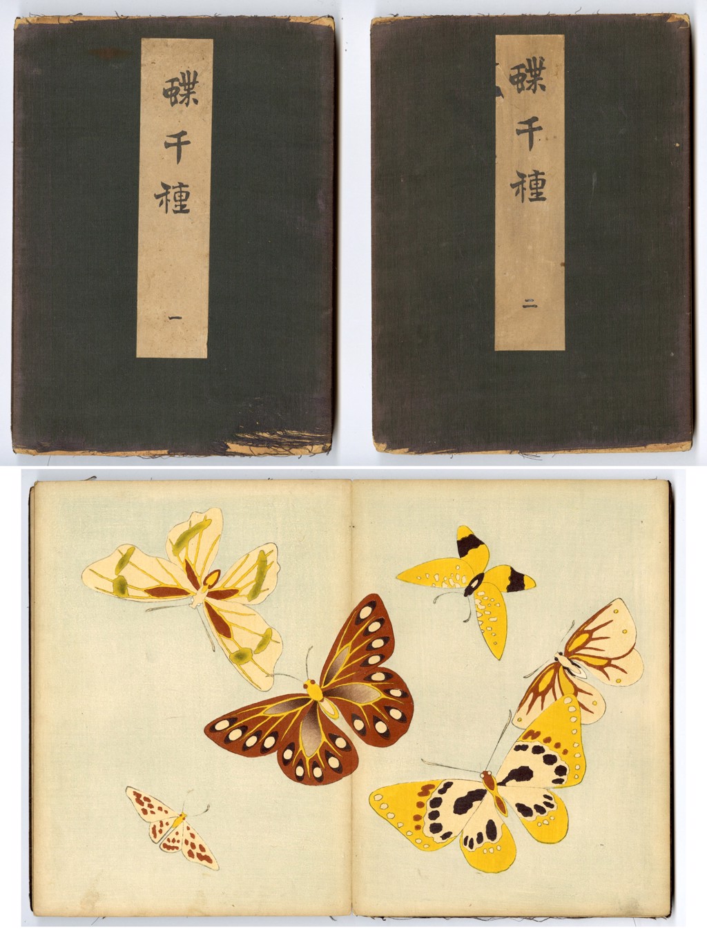 Cho Senshu (1000 Butterflies) by Kamisaka Sekka | The Art of Japan