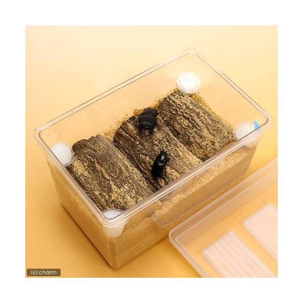 オオクワガタ産卵セット 器具のみ 説明書付き 25047 1セット（直送品