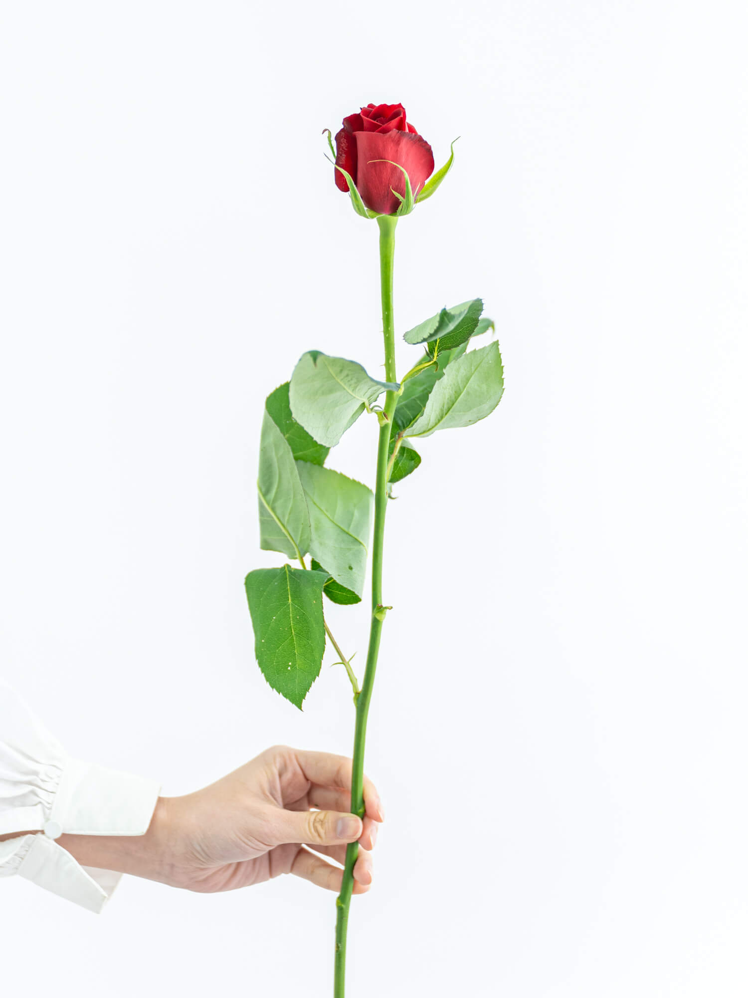 バラ（ピンク）クイックサンド｜花の仕入れを簡単に。花材の卸通販