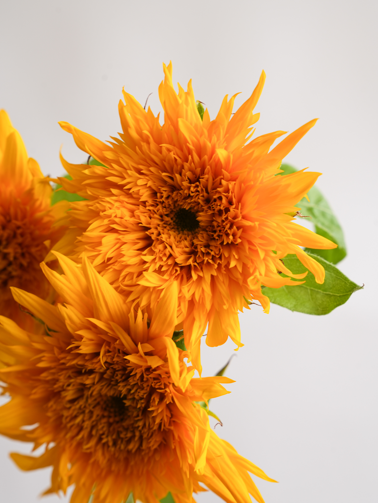 ひまわり（オレンジ）マヤダブル｜花の仕入れを簡単に。花材の卸通販