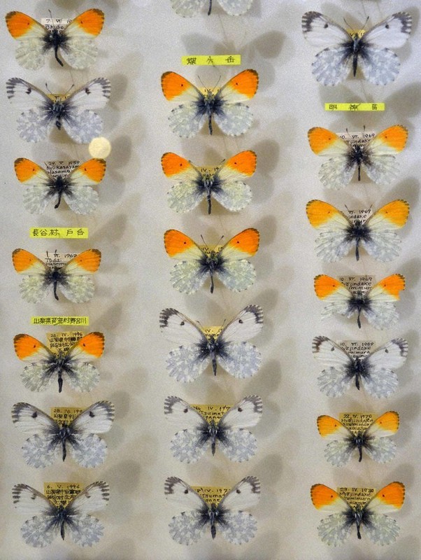 信州のファーブル」が追った美しきチョウ 圧巻146種 長野・松本で特別