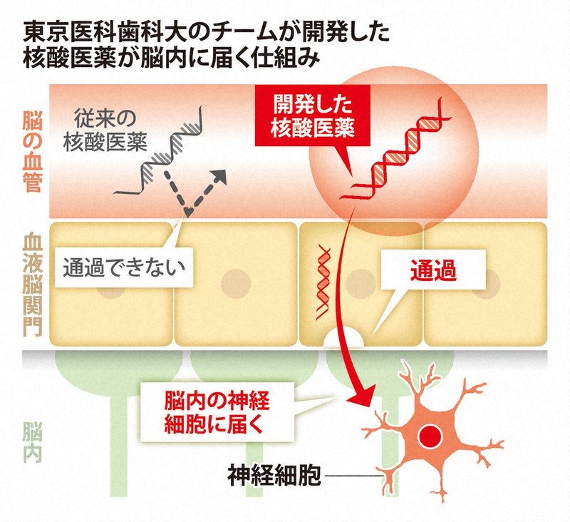 核酸医薬を脳内に効率良く アルツハイマー病の根本治療に可能性 | 毎日新聞