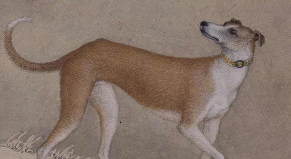 十骏犬图册– 书格（旧版）