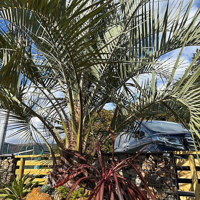 ロックガーデン ココスヤシのインテリア実例 ｜ RoomClip（ルーム