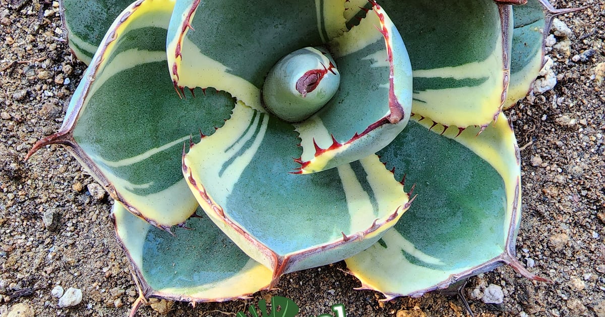 アガベ パリー トランカータ オリザバ orizaba 発根済み極上斑入り美株