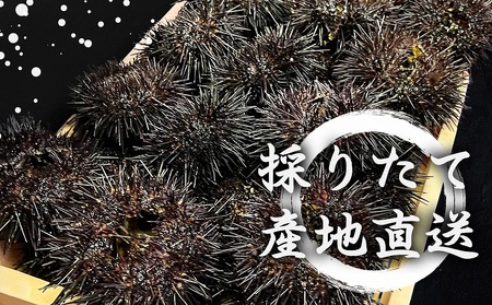 2026年発送】まるひろ橘水産の折生うに（約250g） 雲丹 ウニ