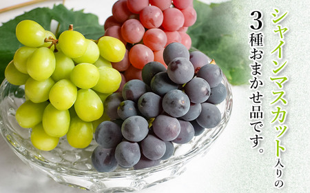 令和8年産先行予約】 シャインマスカット入り 3種おまかせ ぶどう