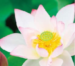 LUMINAGE | シャンソン化粧品