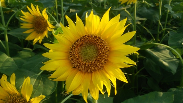 浮島ひまわりランド｜沼津市｜絶景｜観光｜chafuka