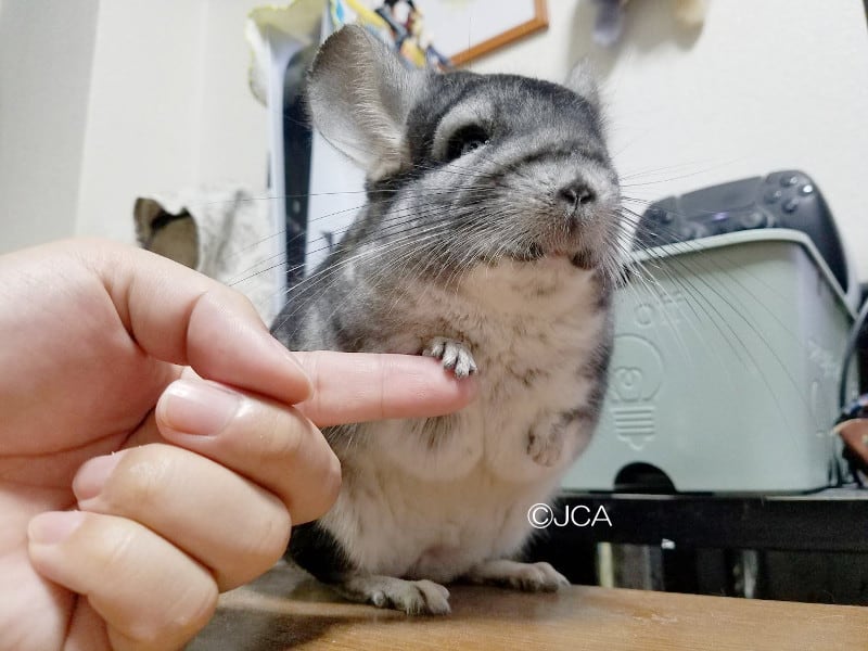 みんなのチンチラ物語 vol.35 ちぃちゃんとめぃちゃん | 一般社団法人