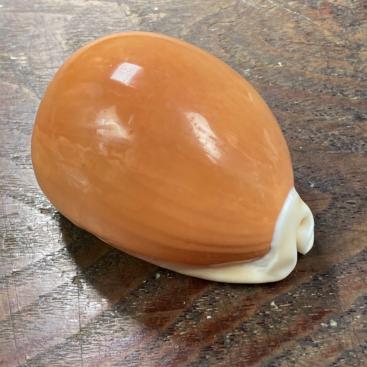 自然・標本 :: 標本 :: ナンヨウダカラ Golden Cowry 82mm ラベルなし