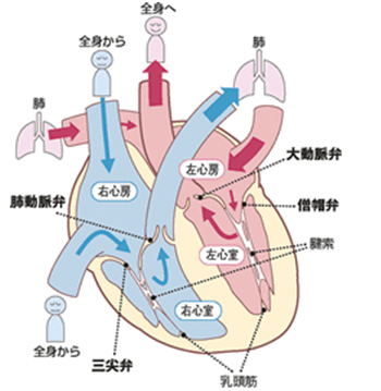 当科手術の特色 - 心臓弁手術│九州大学病院心臓血管外科