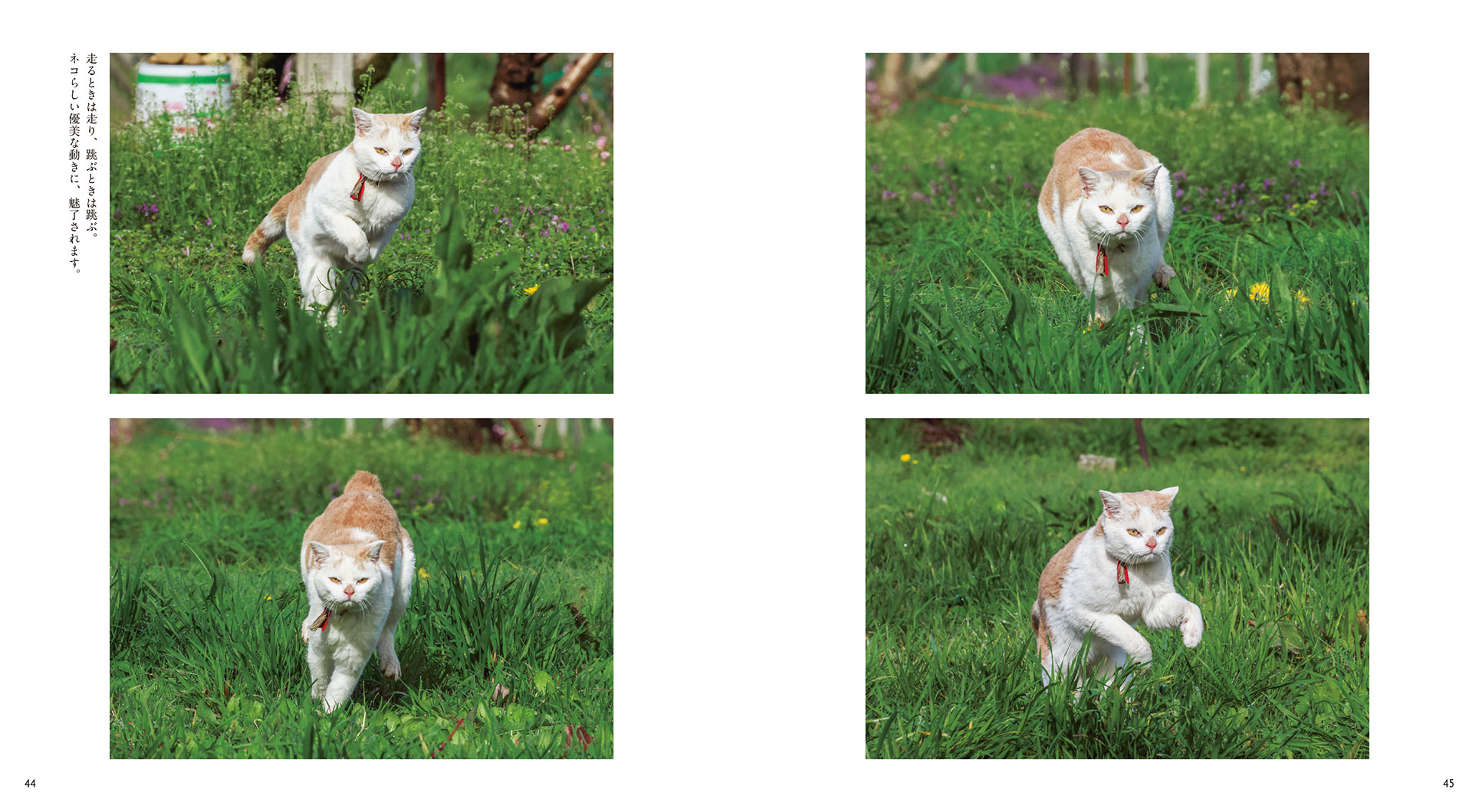 IWAGO'S BOOK⑨『ボンド 桃農家のねこ』 | 株式会社クレヴィス