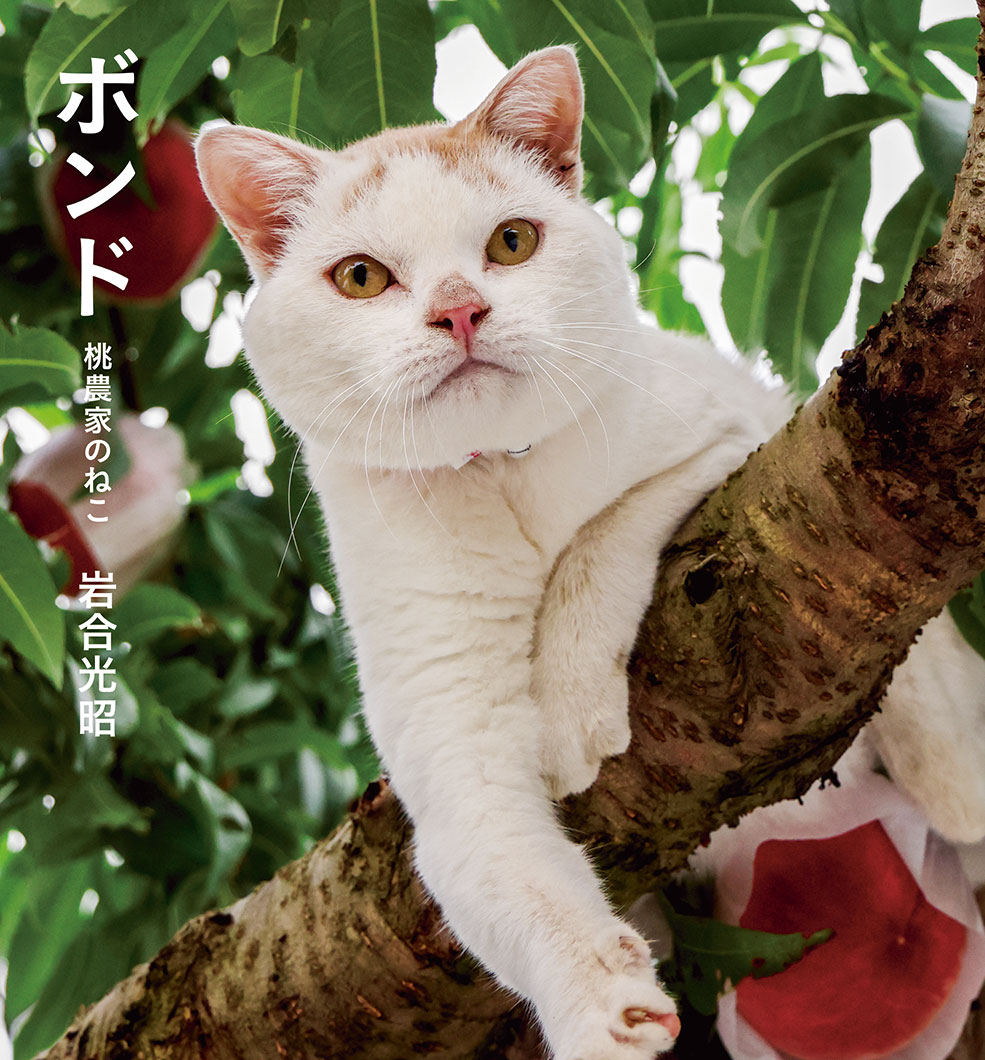IWAGO'S BOOK⑨『ボンド 桃農家のねこ』 | 株式会社クレヴィス