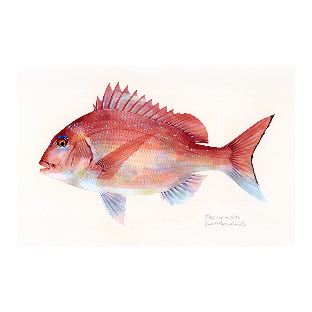 命あるものの本質を捉えたい」魚譜画家の仕事 | ニュース