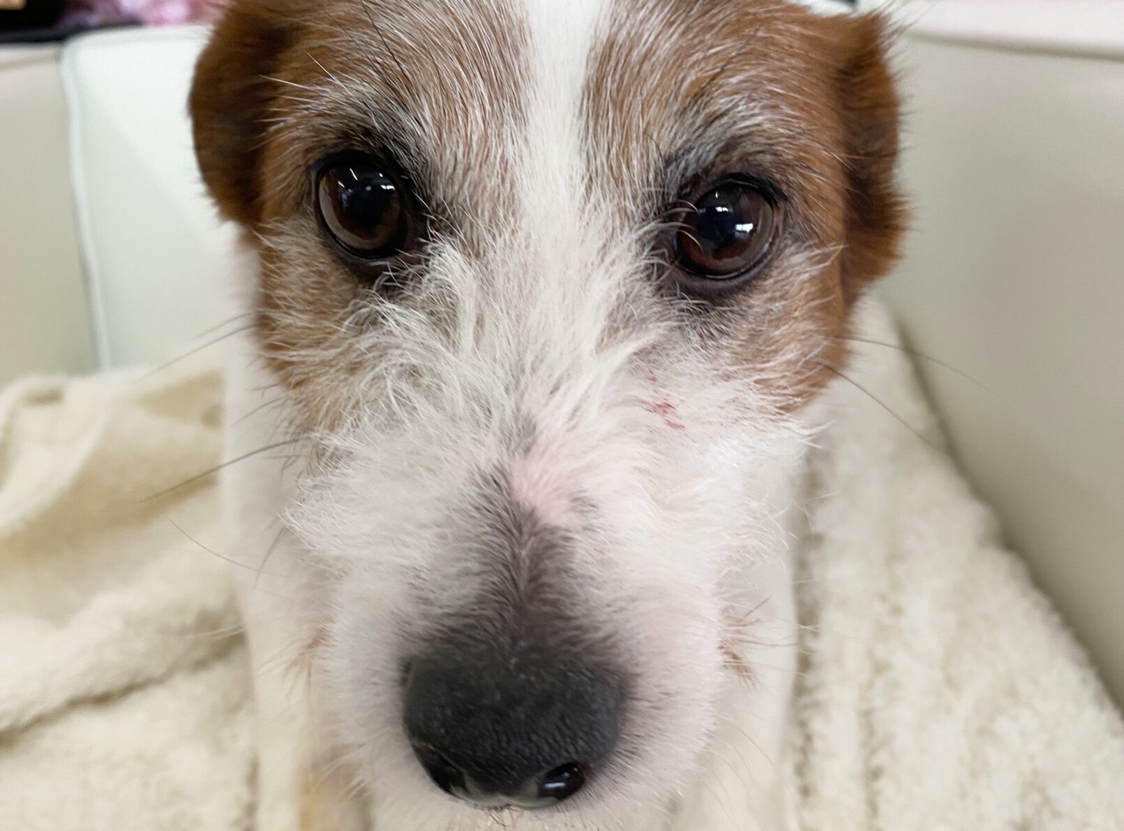 ジャックラッセルテリア(ジャッキー)☆ご家族が決まりました！ | 札幌