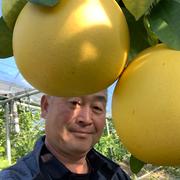 白木果樹園産(国産)ベルガモット 約1kg約7〜12個 | 果物/オレンジ