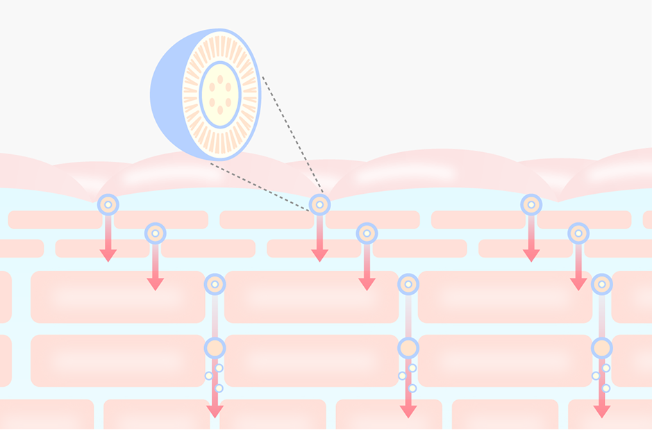 Aurelie. / オレリー 公式オンラインショップ