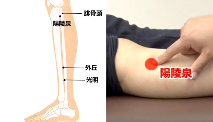 株式会社 医療情報研究所 | 螺旋筋膜からみた操体導診法