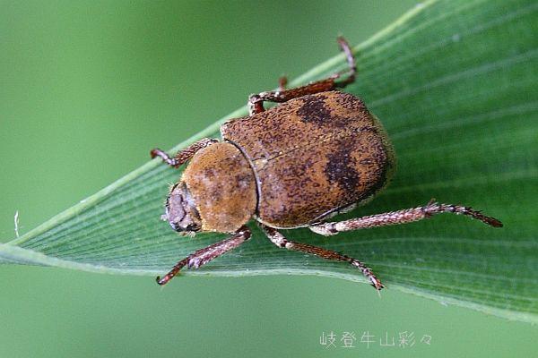 カバイロアシナガコガネ
