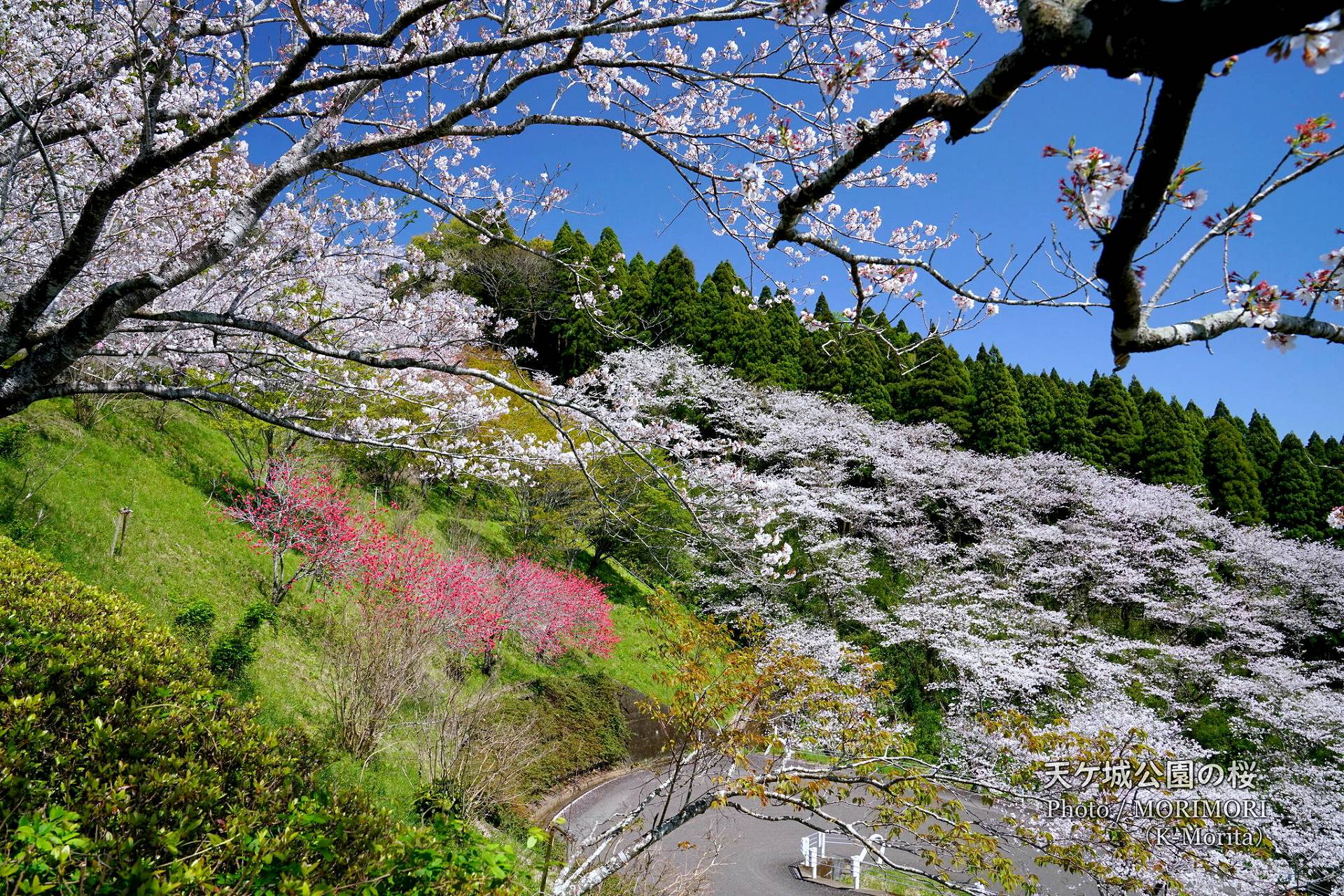 宮崎市 高岡町 天ケ城公園の桜 満開（桜1200本・ツツジ5万本） | 日々