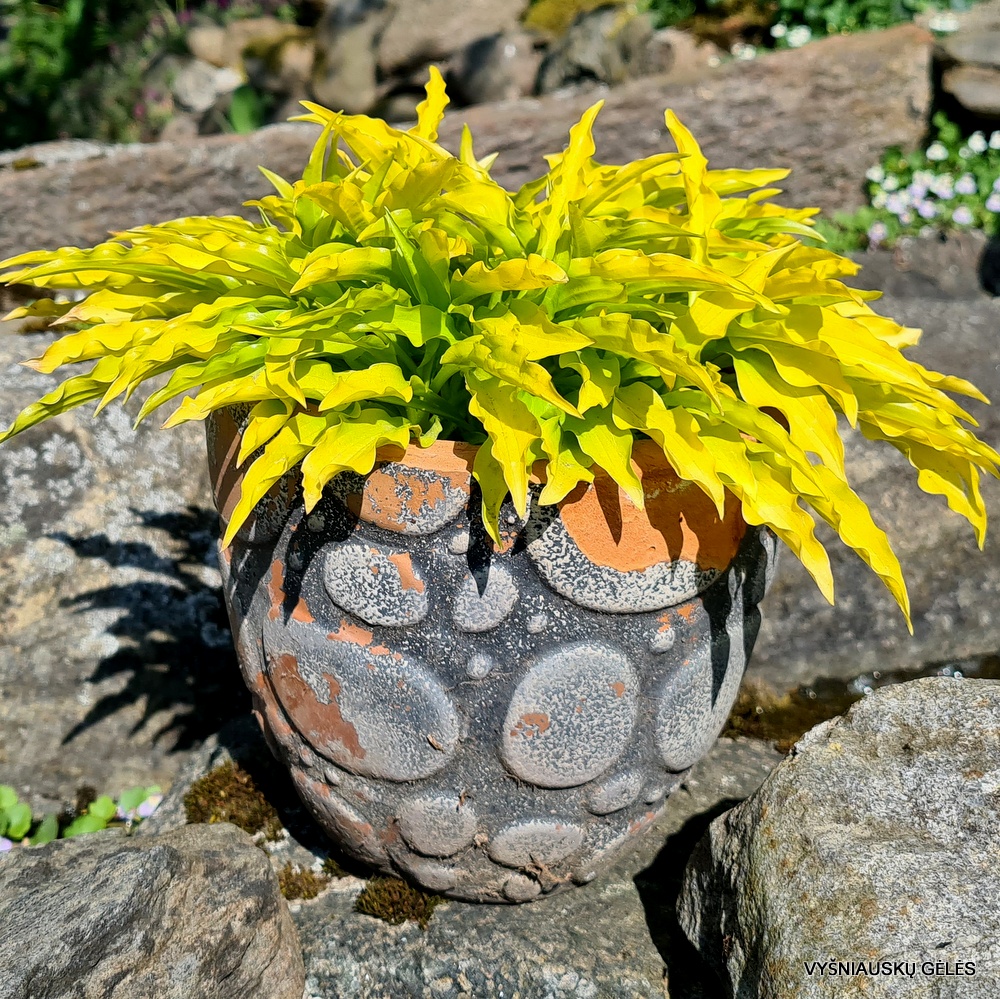 Dragon Tails' - daylily-phlox.eu