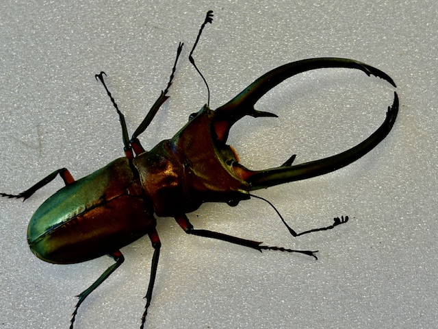 キクロマトス最大種! エラフスホソアカ大型♂92㎜upペア 美麗種