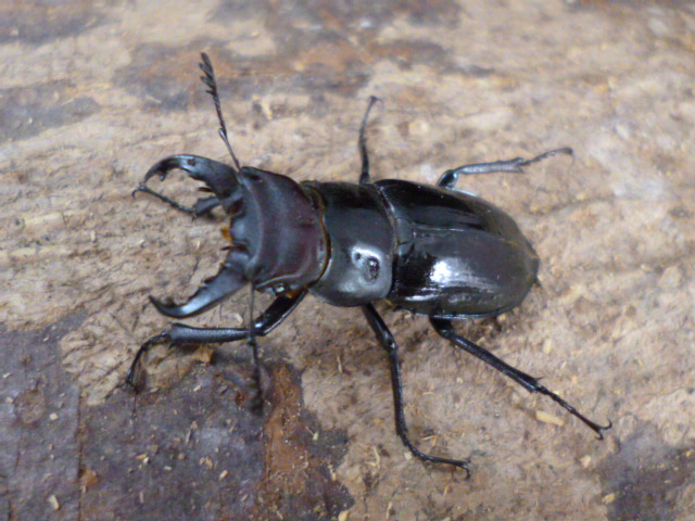 越冬新成虫☆貴重種☆ミクラミヤマ | Dorcusfarm