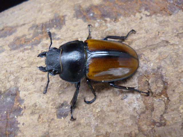 5/29新着☆ボルネオ便☆天然☆カステルナウディツヤクワガタ | Dorcusfarm