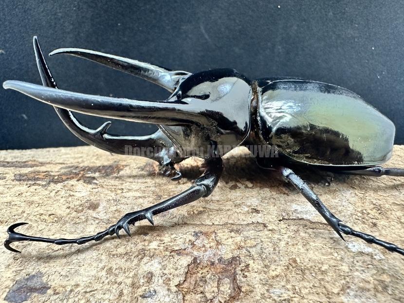 ☆カンボジア産☆コーカサスオオカブト♂117mmペア | Dorcusfarm