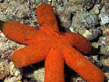 素人が作ったお魚図鑑｜棘皮動物門ヒトデ綱