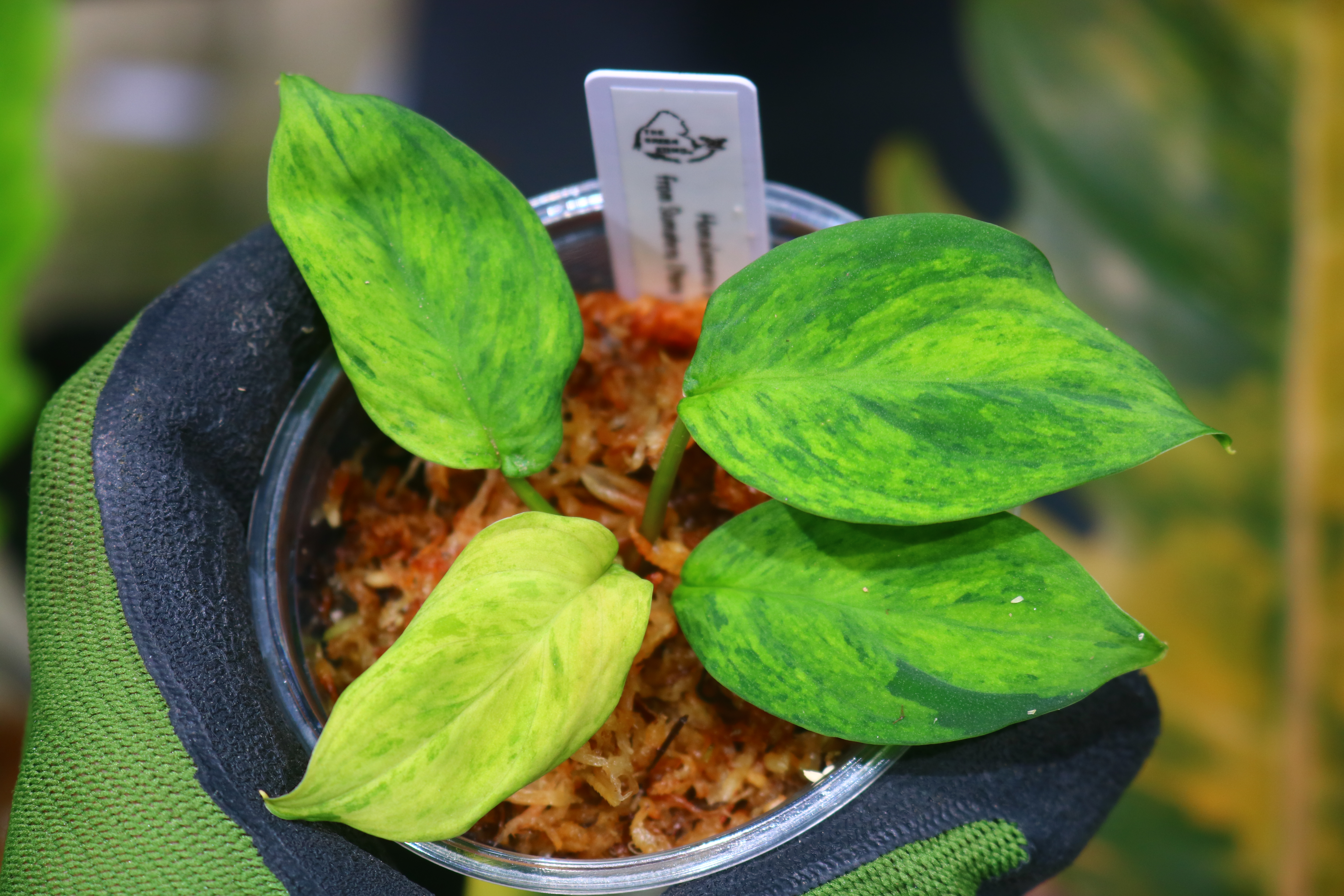 🦍-TGK-r50827lh- 🦍/ホマロメナ黄斑入り/TGK輸入便 Homalomena sp