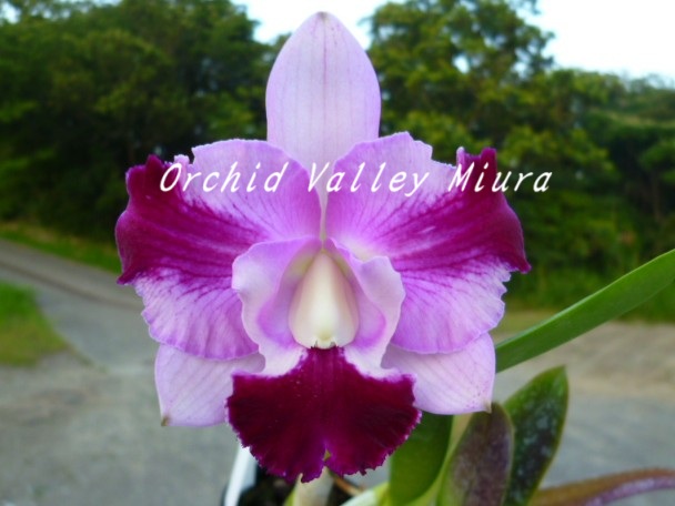 当園MC・分け株 - オーキッドバレーミウラ