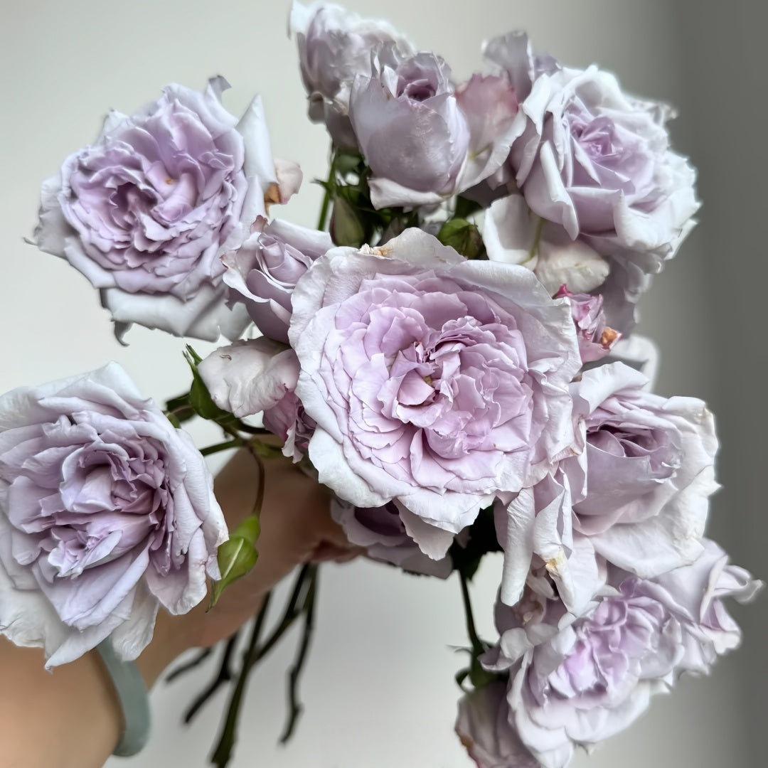 Antique Watch Rose-古董怀表｜Japanese Shrub Rose – Ergongzy Roses