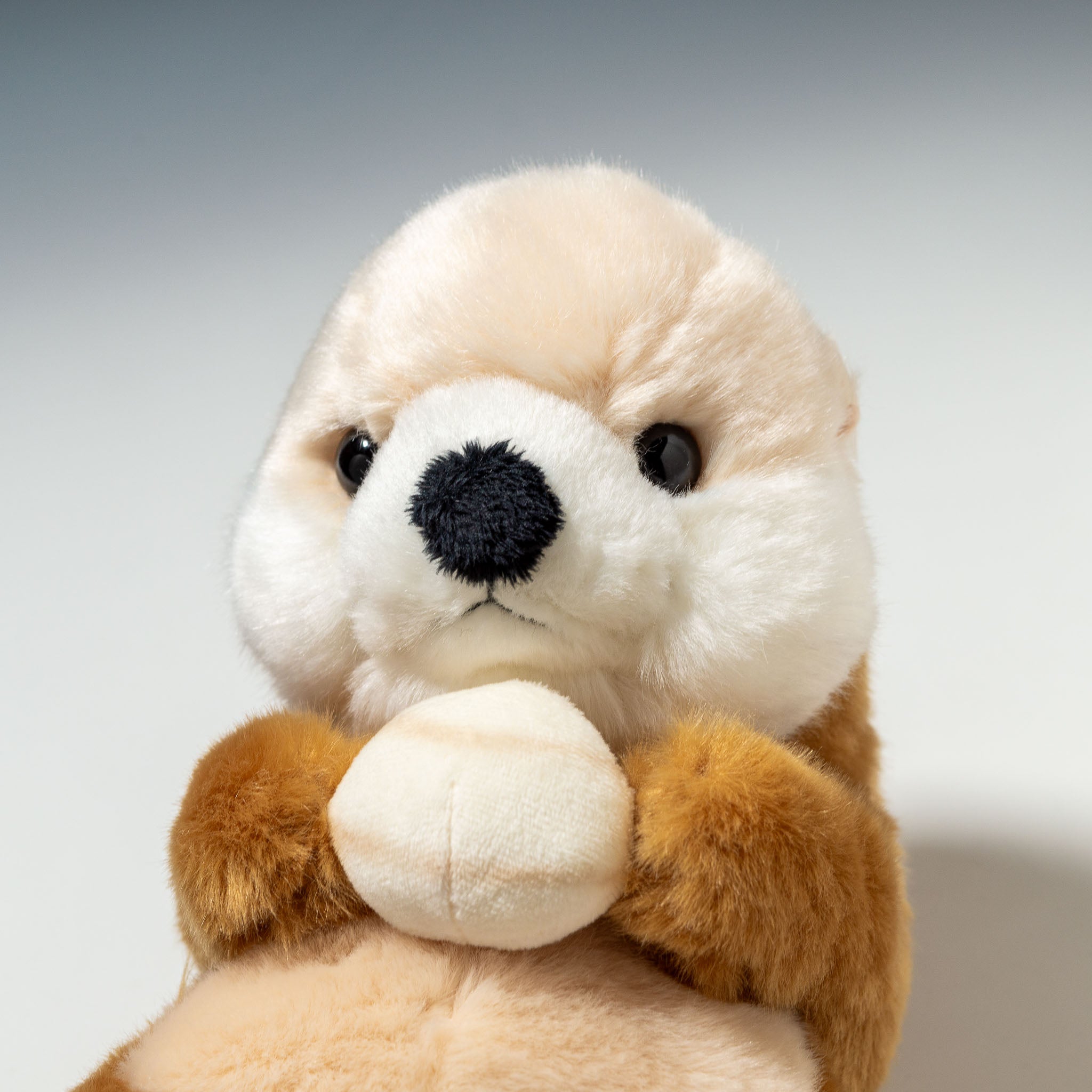 CUTE キュート販売 ぬいぐるみ マリンコレクション ラッコ M M0299