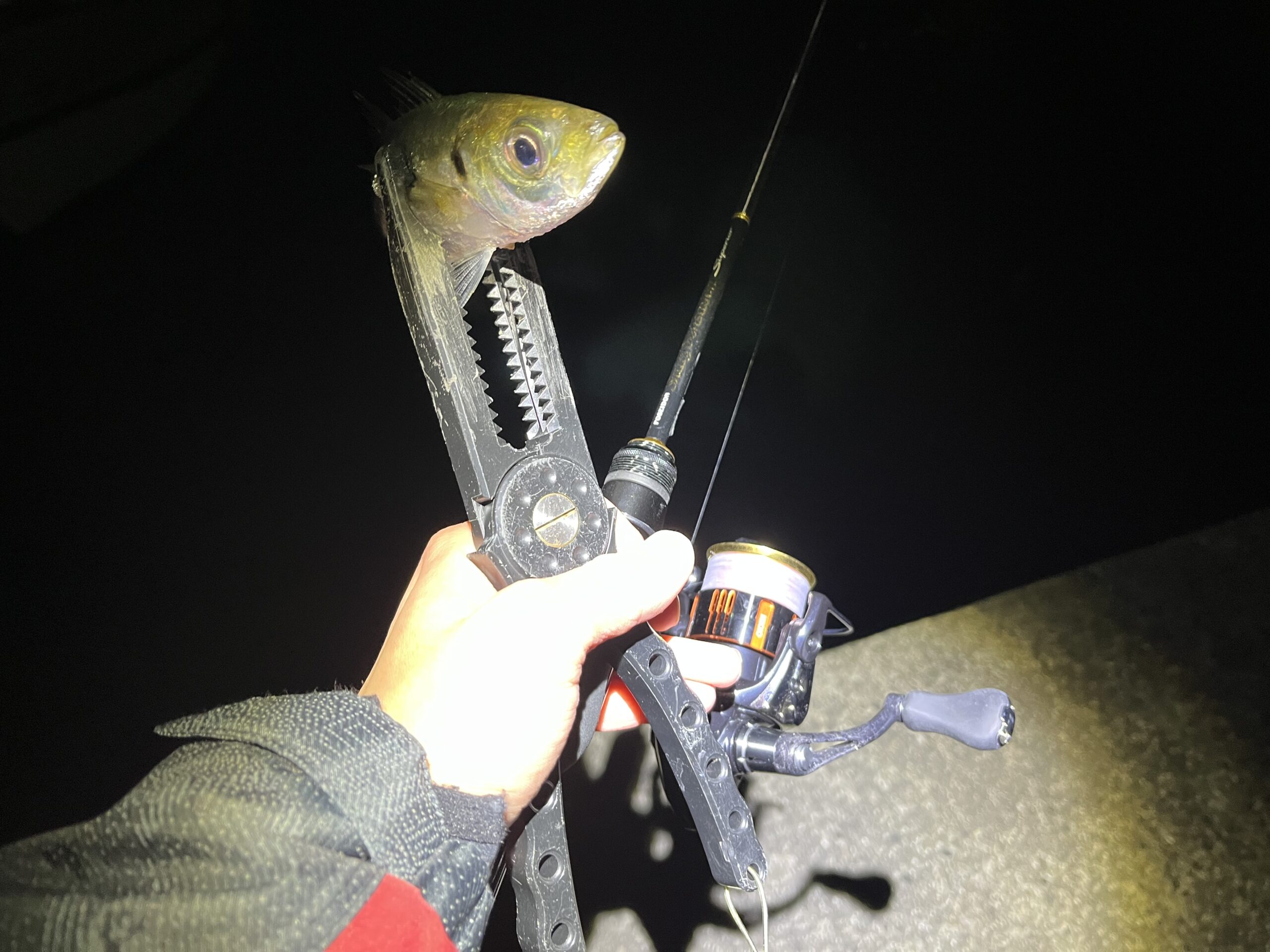 ロッドインプレ】エバーグリーン スペリオルシャープカット64UL