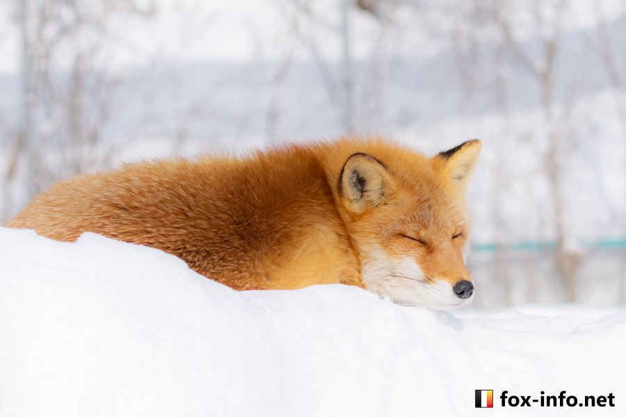 月別アーカイブ: 2025年12月 | キツネ写真館