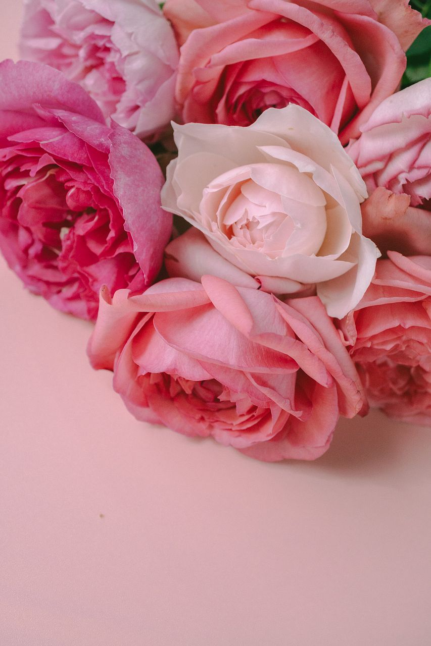 7月のお買い得】バラの香りくらべピンクアソート