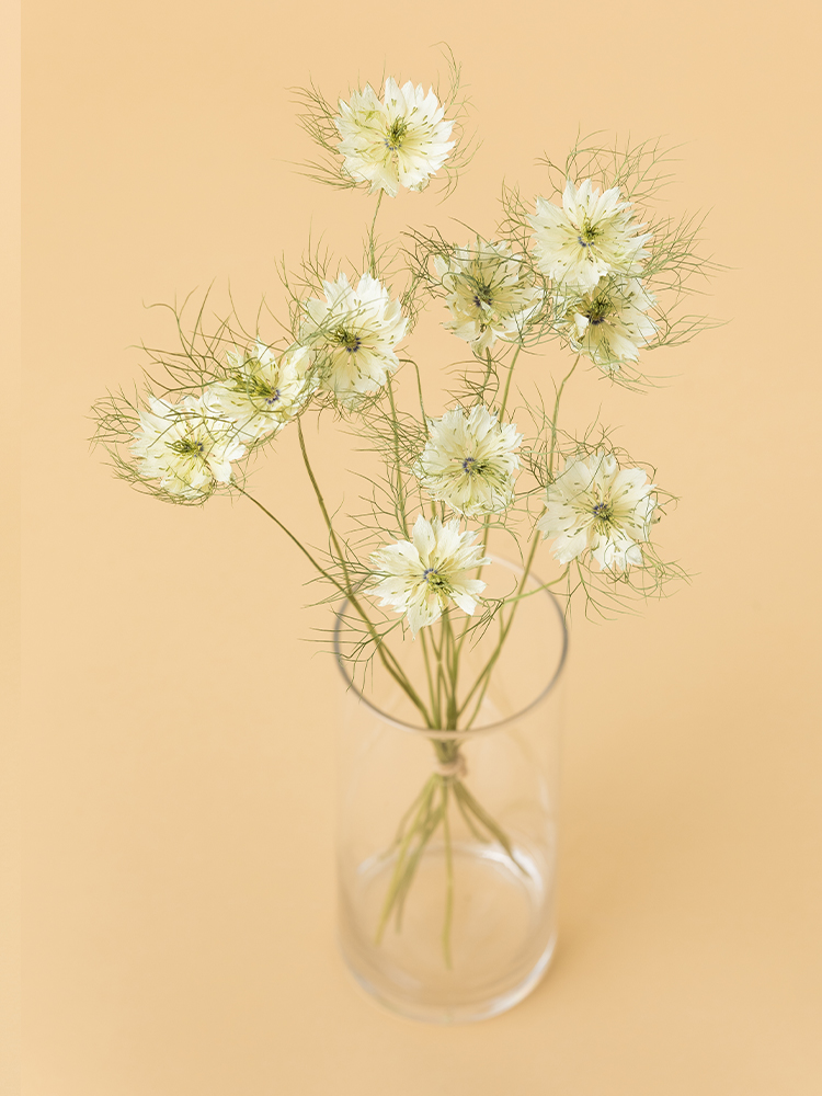 高級ドライ】ニゲラ(白) 品種おまかせ【50cm】｜Flower Smith Market