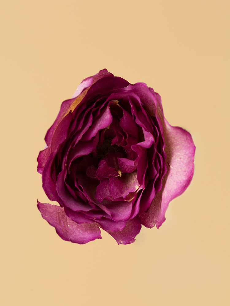 高級ドライ】バラ オール4ラブ＋【濃ピンク/50cm】｜Flower Smith