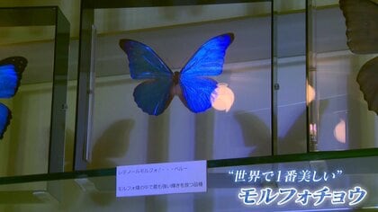 生きる勇気をもらった…世界一美しい「モルフォチョウ」から始まった