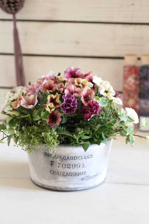 寄せ植え 鉢 ジャンクガーデン 寄せ植え 花苗通販 Garden Frais